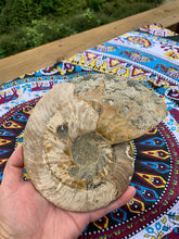 Load image into Gallery viewer, Ammonite Fossils set (deep pacific ocean) with stands