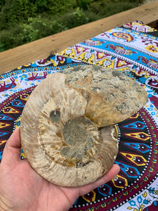 Ammonite Fossils set (deep pacific ocean) with stands