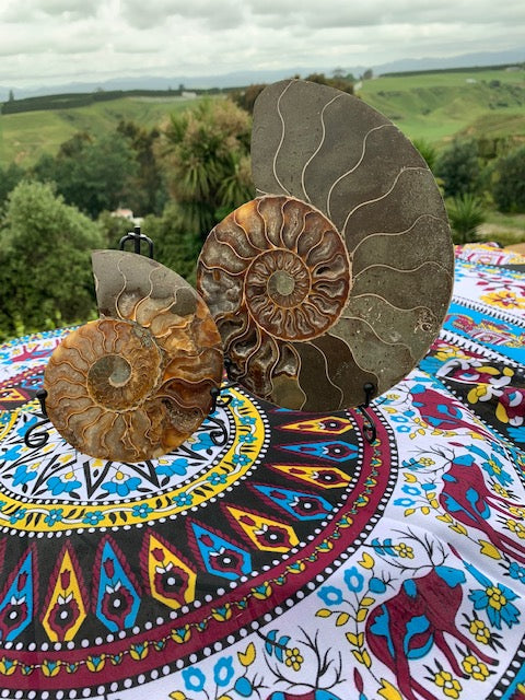 Ammonite Fossils set (deep pacific ocean) with stands